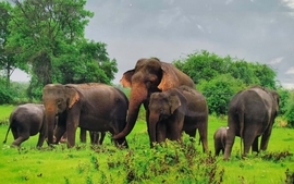 Phục hồi đàn voi từ công tác bảo tồn