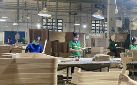 Nhãn hiệu 'Gỗ Việt Nam': Nâng tầm ngành lâm nghiệp
