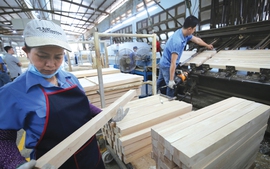 Ngành lâm nghiệp 2025: Vượt khó, giữ rừng, tăng trưởng cao