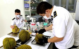 Gỡ vướng đăng ký phòng thử nghiệm phục vụ xuất khẩu sầu riêng