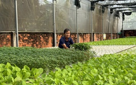 Công nghệ tưới tiết kiệm nước giải phóng sức lao động cho nông dân