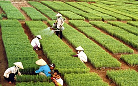 Năm 2025: Nhiều điểm sáng, tạo nền tảng bứt phá cho nông nghiệp xanh và bền vững