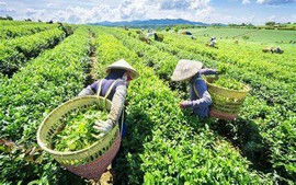 'Giải cứu' thành công gần 500 container chè Việt Nam bị ùn ứ tại cảng Karachi, Pakistan