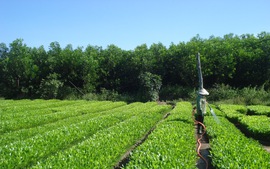 Vượt khó, ngành nông nghiệp hướng tới mục tiêu xuất khẩu 70 tỷ USD