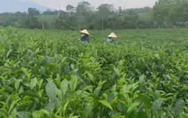 Kinh tế hợp tác- Bánh xe chủ lực xây dựng phát triển nông thôn