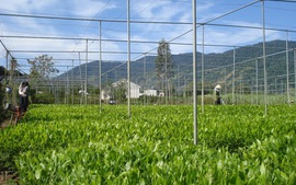 Ngành nông nghiệp vực dậy sản xuất sau thiên tai