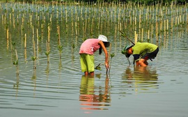 Hiệu quả từ các dự án bảo vệ và phát triển rừng ven biển
