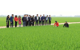 Trung tâm Khuyến nông Hà Nội – điểm tựa thúc đẩy sản xuất nông nghiệp phát triển bền vững