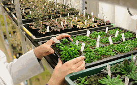 Khung pháp lý mới cho cây trồng chỉnh sửa gen tại châu Âu