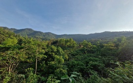 Quỹ Bảo vệ và Phát triển rừng Hà Nội: Trụ cột tài chính cho nhiệm vụ bảo vệ môi trường rừng