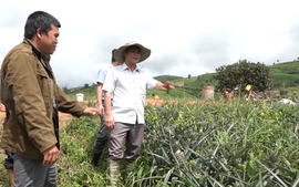 Kon Tum: Tín dụng chính sách của Chính phủ là điểm tựa giảm nghèo trên vùng cao Tu Mơ Rông