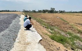 Lúa chết cạnh cao tốc Cần Thơ - Cà Mau: Khẩn trương bồi thường thiệt hại cho người dân