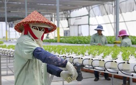 Cảnh giác với thông tin tuyển lao động đi Israel: Bộ Nội vụ ra khuyến cáo