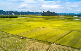Có phải trình HĐND tỉnh các dự án chuyển mục đích sử dụng đất?