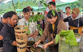 'Tri thức dân gian về sâm Ngọc Linh' là Di sản Văn hóa phi vật thể quốc gia