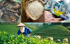 Việt Nam - Senegal tăng cường kết nối giao thương: Mở rộng cánh cửa cho nông sản, thực phẩm