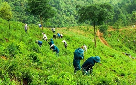 Hướng dẫn chi khoán bảo vệ rừng