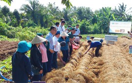 Biến rơm rạ thành 'vàng xanh': Công nghệ đột phá từ đồng ruộng