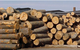 Thẩm quyền xác nhận nguồn gốc lâm sản
