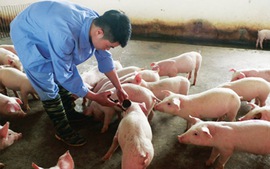 Xuất cấp vắc xin Lở mồm long móng cho 30 địa phương