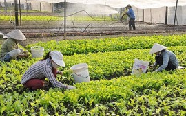 Cách xác định cá nhân có thu nhập chính từ sản xuất nông nghiệp