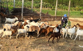 Quảng Ngãi: Tín dụng chính sách hỗ trợ đắc lực giảm nghèo, xây dựng nông thôn mới trên quê hương Đức Phổ