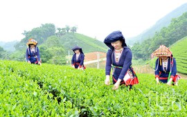 Khẩn trương sửa đổi tiêu chí phân bổ vốn Chương trình MTQG phát triển KT-XH vùng dân tộc thiểu số, miền núi
