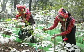 Quy định mới về nuôi, trồng, thu hoạch cây dược liệu trong rừng