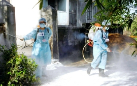 TP. Huế triển khai các biện pháp phòng, chống bệnh liên cầu lợn