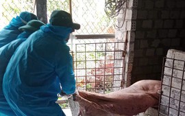 Nhiều địa phương tại Quảng Ngãi ghi nhận các ổ dịch tả lợn châu Phi