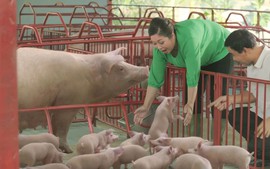 De Heus Việt Nam: Mang đến những bữa ăn lành mạnh cho người tiêu dùng