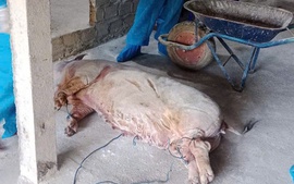 Các địa phương miền Trung khẩn trương kiểm soát, ngăn chặn dịch tả lợn châu Phi