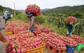 Thủ tướng chỉ đạo gỡ vướng cho thanh long, hồ tiêu xuất khẩu