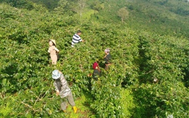 Khe Sanh (Quảng Trị) – Nơi mỗi hạt cà phê mang trong mình 'linh hồn' của đất và người