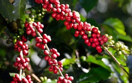 Mùa cà phê đang chín, giá sẽ 'ngọt' hay 'đắng'?
