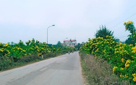Hà Nội: Khởi sắc xây dựng nông thôn mới sau sáp nhập chính quyền 2 cấp