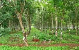 Doanh nghiệp có được chuyển đất trồng cây lâu năm thành đất ở?