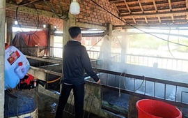 Gia Lai: Dịch tả lợn châu Phi dần được kiểm soát, sức mua thịt lợn tăng trở lại
