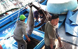 Khánh Hòa phát động đợt thi đua cao điểm chống IUU