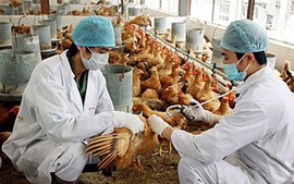 Xác định mức hỗ trợ khắc phục dịch bệnh động vật