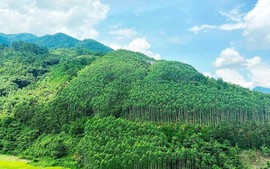 Chuyển nhượng 1 triệu tấn carbon tại vùng Bắc Trung Bộ cho IBRD