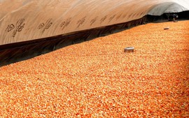 De Heus đồng hành cùng nông dân phát triển ngô tại các tỉnh Tây Nguyên