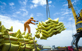 Xuất khẩu gạo Việt Nam trước động thái từ Philippines: Ổn định và chủ động ứng phó