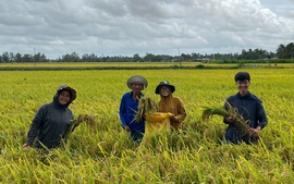 Những bước tiến vượt bậc trong canh tác lúa chất lượng cao, phát thải thấp