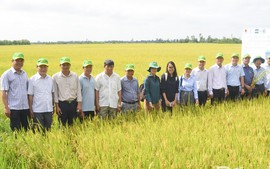 Giá gạo miền Tây đang giảm: Doanh nghiệp cùng vượt khó với nông dân