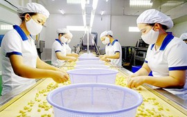Chính sách thuế GTGT đối với sản phẩm sơ chế