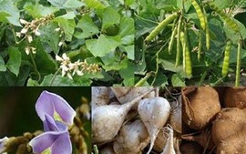 Điều tra, xử lý vụ nghi ngộ độc sau khi ăn hạt quả cây củ đậu