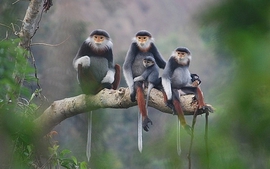 Quản lý loài nguy cấp, quý, hiếm