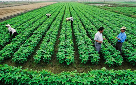 Gia hạn sử dụng đất được thực hiện khi nào?