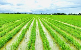 Vai trò tiên phong của ASEAN trong nông nghiệp xanh, phát thải thấp